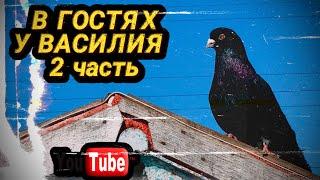 Николаевские голуби и не только. В ожидании ястреба. Часть 2