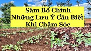 TRỒNG SÂM BỐ CHÍNH (THỔ HÀO SÂM) CẦN LƯU Ý NHỮNG ĐIỀU KIỆN GÌ ???