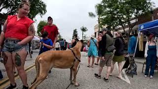 Cash 2.0 Great Dane at the Ventura 4th of July Street Fair 2024 (5 of 9)