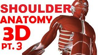 Shoulder Anatomy part 3  - Rotator Cuff Muscles