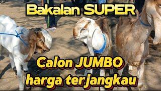 UPDATE HARGA KAMBING TERKINI‼️DI PASAR KAMBING WLKNGI BLITAR JATIM indonesia