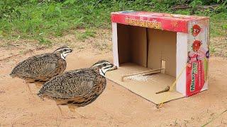 Easy Trapping - Creative Quail Trap Using Paper Box & Rubber Band - Fantastic Bird Trap