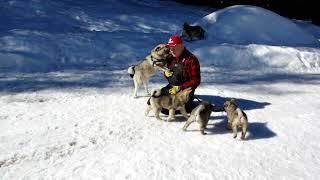 Karia Incredible Norwegian Elkhound - Foundation Female