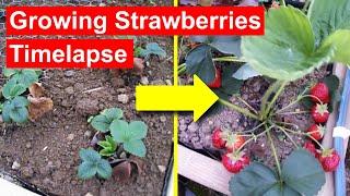 Strawberries Timelapse - Full Growth Flowering and Fruiting. 84-days