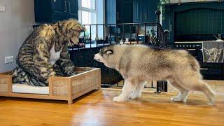 Husky Reacts To Wolf Dog In His Bed! He's So Big And Scary!!