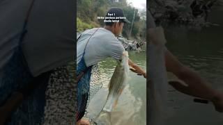 mancing nilem disaat kemarau dibikin candu #mancingnilemdisungai #nilem #mancing