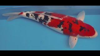 Beautiful Japanese koi Champion Sanke