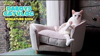 Got My Cats Their Mini "REAL SOFA" | DaBoys CatVlog