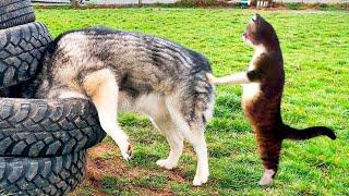 Funny Animal Videos 2024! Funniest Cats and Dogs Videos