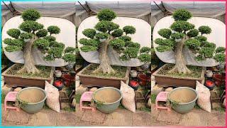 Creating Miniature Worlds with Plants: The Magical Charm of Bonsai #Bonsai #vlog136