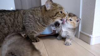 Cute kitten trying to get its mother cat to lick it while it drinks water