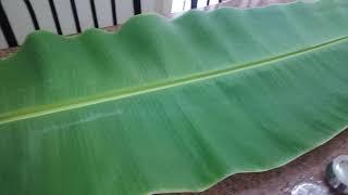 Very big banana leaf in our  tree