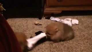 Pomeranian puppies play tug of war. Single sock solutions