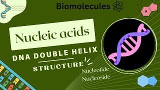 NUCLEIC ACID structure, NucleoSIDE, Nucleotide DNA double helix | Biomolecules