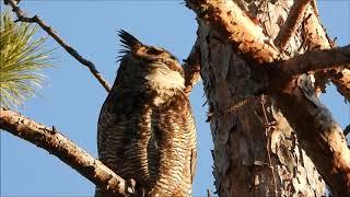 A Jutila Great Horned Owl Hooting 2020