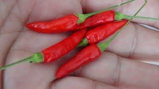 ⟹ Malagueta Pepper, PI 497984 | Capsicum frutescens | Pod Review