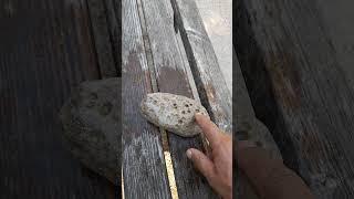 это какие плоды? 1 часть  #наука #животные #море