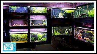 How to Keep Aquarium Glass Clean and Algae Free WITHOUT Scraping Glass!