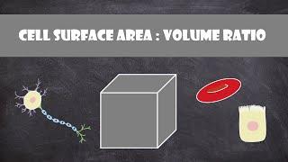 Cell Surface Area: Volume Ratio | Cell Biology