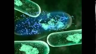 Mecanismos de resistencia bacteriana