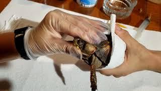 Dealing with a turtle ear infection  (turtle / tortoise ear abscess infection)