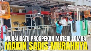 MAKIN S4DIS MURAHNYA ! HARGA MURAI BATU PROSPEK MATERI LOMBA DI GALERI BURUNG KONTES JAKARTA BARAT