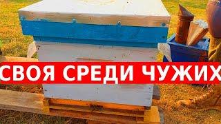 Спасение ценной пчеломатки 3 серия/сибирский пчелоблог май 2023