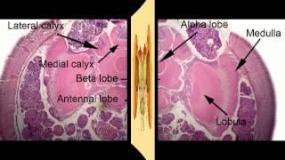 The Remarkable Brain of the Bee