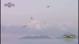 Peregrine vs Saker (hunting Houbara together)!