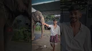 ദേ ഡാനിഷിന് നാണം വന്നു | kaveri | malappuram | shimil | #kaveri #animals #love