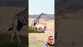 Giraffe successfully escapes from lion in animal fighting competition, close distance with wild ani