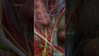  The Appendix: What You Need to Know   #anatomy #meded #3danimation