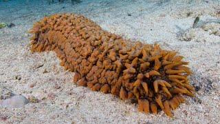 Facts: The Sea Cucumber