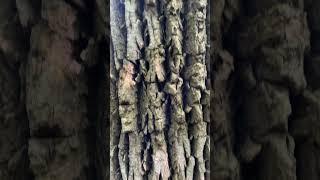 Large living white ash #forestry #ohionature