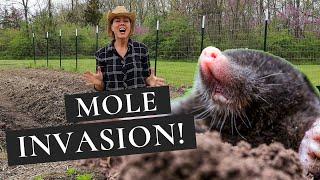 How to Get Rid of Moles in the Garden- Moles Be Gone!