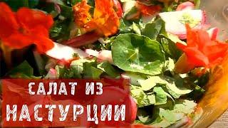 Каперсы / Настурция / Рецепт салата из настурции