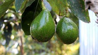 The Avocado Village