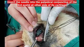 Third eyelid flap technique for supporting corneal ulcer (Experimental model in donkey)