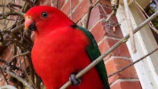 King parrot! Casual Chaos and Cuteness #41