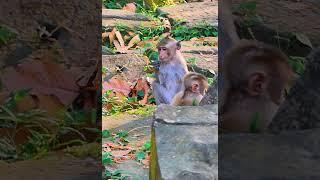 Hak Han MDJ Enjoy Watching Abandon Baby Monkey - Daily Wildlife Monkey #Lucie #Leo #Rainbow #Jovi