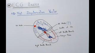 ECG Basics - Net Depolarization Vector (Average Direction of Flow of Current through the Heart)