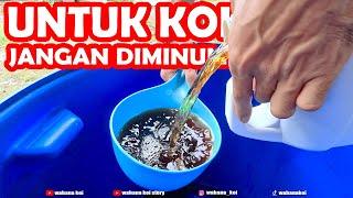 PENGEMBANGAN PROBIOTIK CAIR UNTUK IKAN KOI DAN IKAN LAINYA