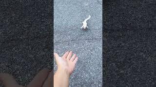 Have a Happy Day with an Adorable Pocket Possum - The Magical Creature on TikTok!...