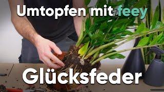 Wie topfe ich eine Glücksfeder um? - Umtopfen mit feey