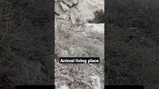 #shortvideo #virolvideos #animallivindplace