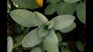 12 Proven Health Benefits of Sage