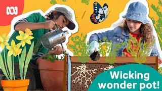 Make a wicking pot with us! | Gardening Australia Junior | ABC Kids