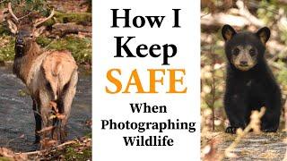 How I Stay Safe Photographing Wildlife! (Wildlife Photography Tips)