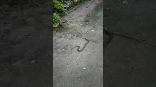 JUST IN !! WE FOUND KING COBRA !!!  #snake #kingcobra