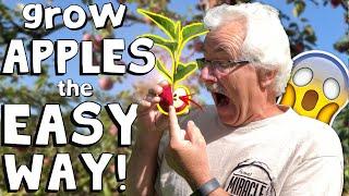 GROW an Apple Tree from SEED to FRUIT!